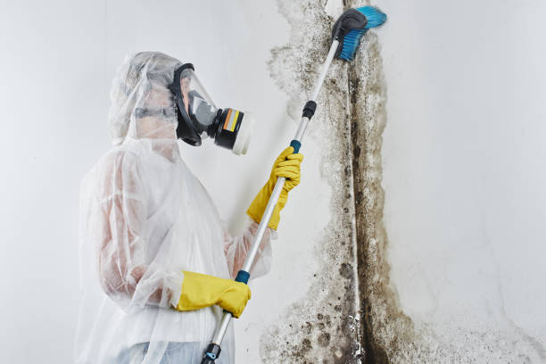 Trusted Mount Pleasant, IA Mold Removal Experts