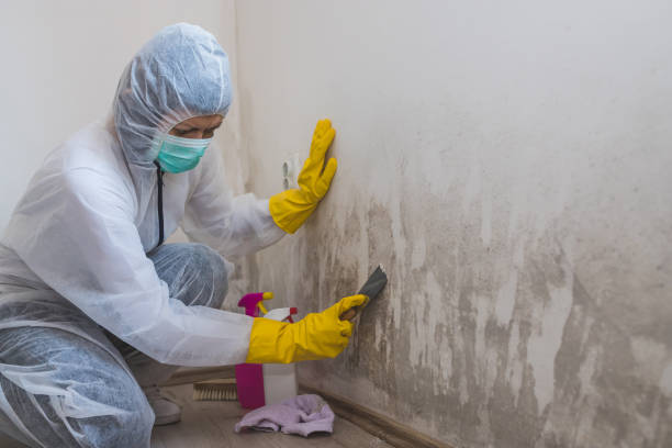 Best Toxic Mold Removal  in Mount Pleasant, IA