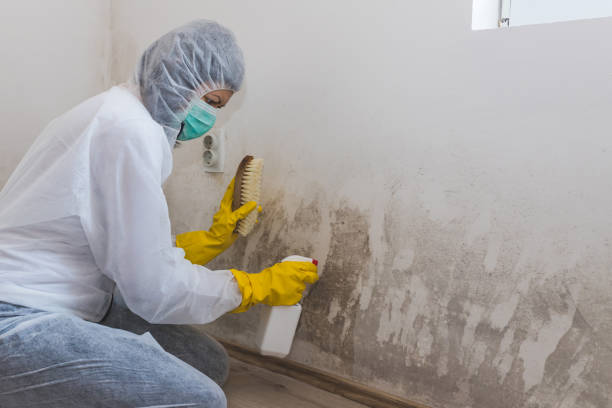 Best Mold Remediation  in Mount Pleasant, IA