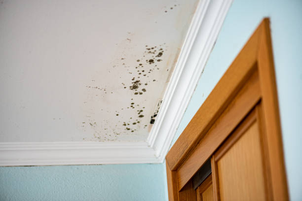 Best Home Mold Removal  in Mount Pleasant, IA