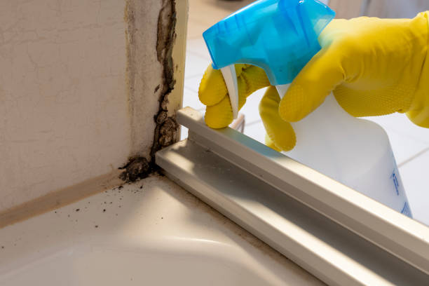Best Residential Mold Removal  in Mount Pleasant, IA