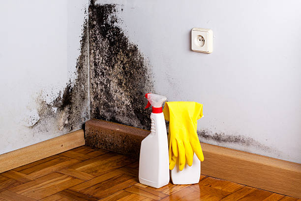 Best Mold Cleaning Services  in Mount Pleasant, IA