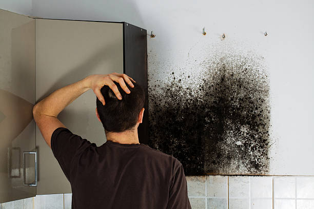 Best Fast Mold Removal  in Mount Pleasant, IA