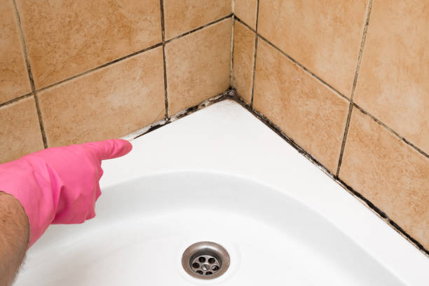 Best Certified Mold Removal  in Mount Pleasant, IA